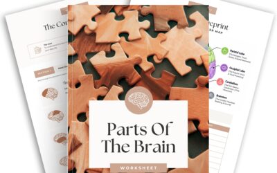Parts Of The Brain Worksheets