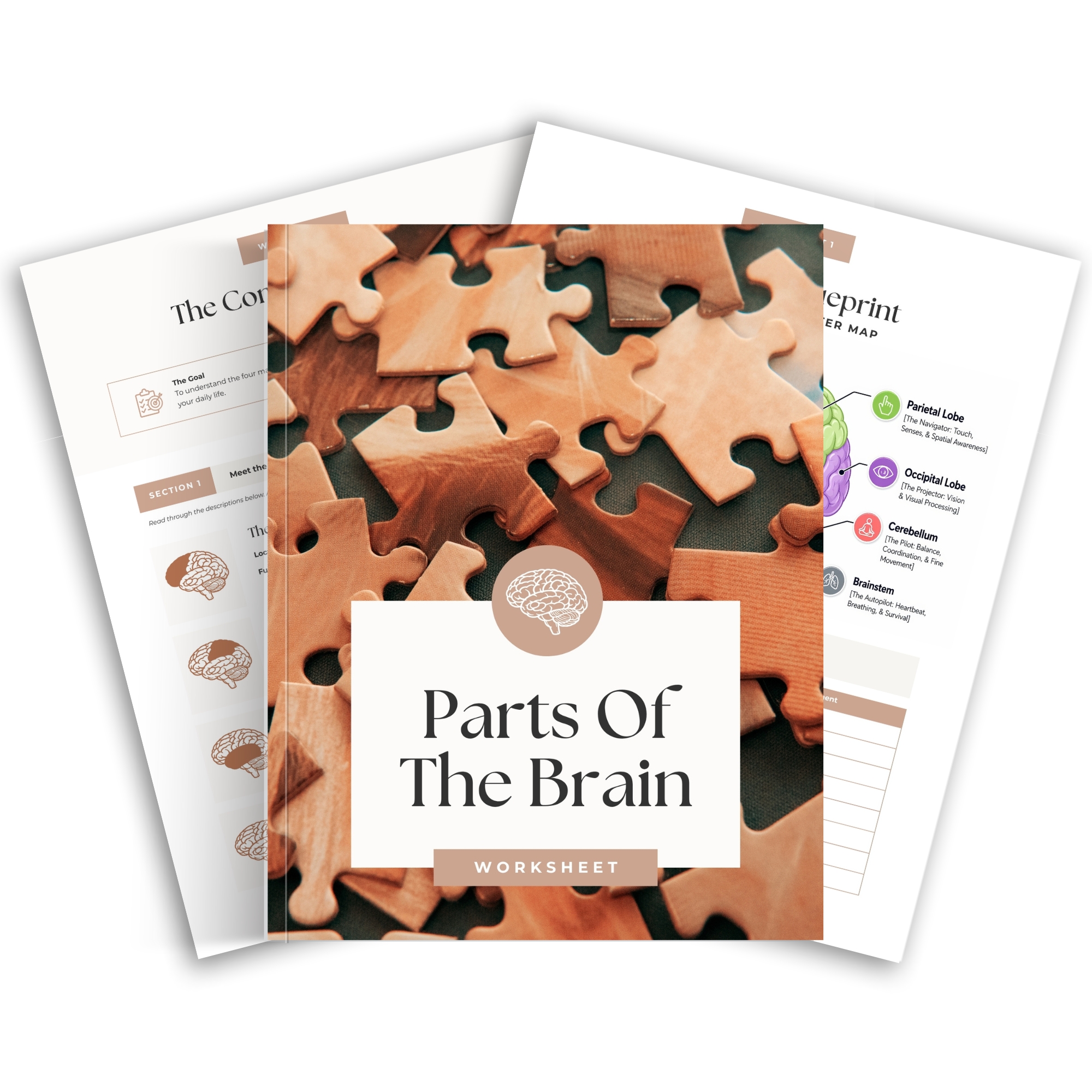 Parts Of The Brain Worksheets Mock Up