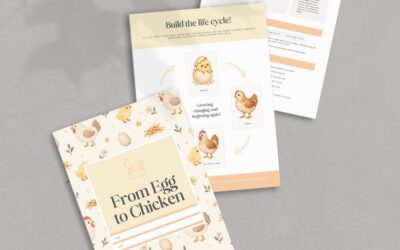 Chicken Life Cycle Worksheet