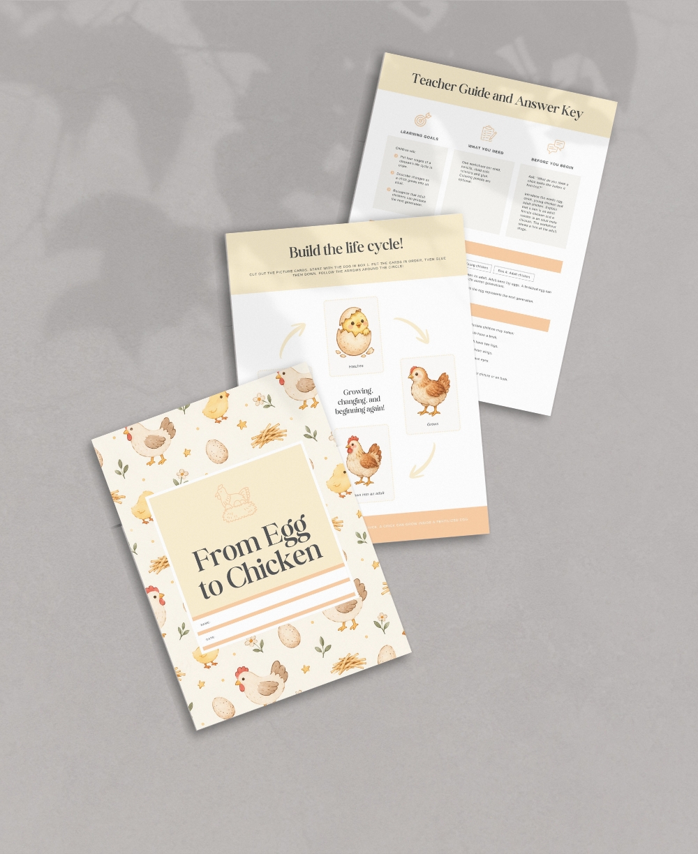 Chicken Life Cycle Worksheet Mock Up